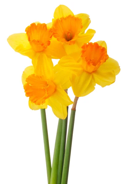Flor de daffodil ou buquê de narciso isolado no backgro branco — Fotografia de Stock