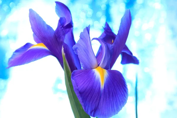 Hermoso fondo azul flores iris —  Fotos de Stock