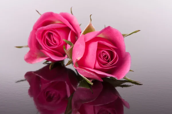 Flor rosa con reflejo en la superficie oscura naturaleza muerta —  Fotos de Stock