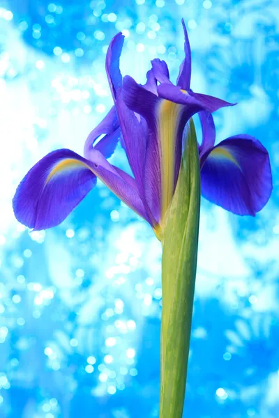 Bela íris azul flores fundo — Fotografia de Stock