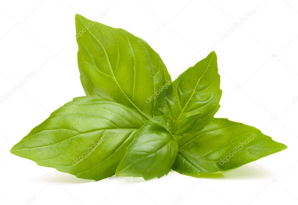 Sweet basil leaves