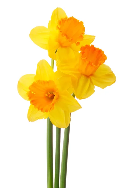 Fiore di narciso o bouquet di narcisi isolato su sfondo bianco — Foto Stock