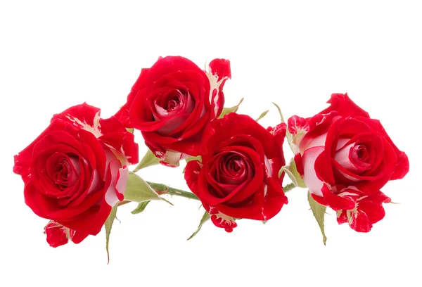 Red rose flower bouquet isolated on white background cutout — Stock Photo, Image