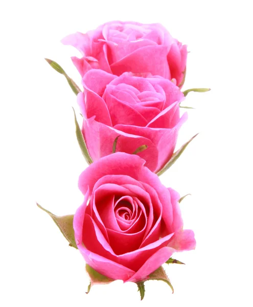 Rosa Rose Blumenstrauß isoliert auf weißem Hintergrund Ausschnitt — Stockfoto
