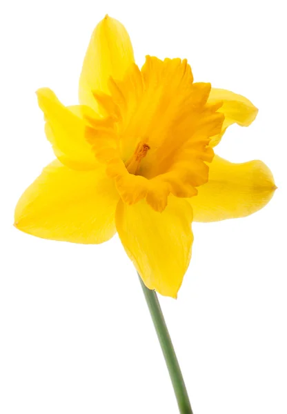 Daffodil flower or narcissus isolated on white background cutout — Stock Photo, Image
