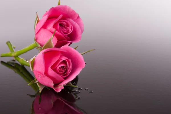 Rosa flor com reflexão sobre a superfície escura ainda vida — Fotografia de Stock