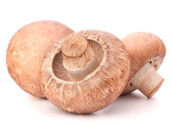 Kahverengi champignon mantar — Stok fotoğraf