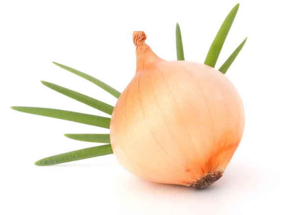 Onion bulb Stock Picture