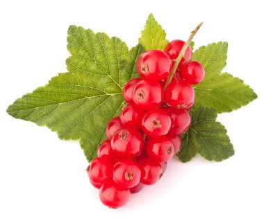 Kırmızı kuş üzümü ve yeşil yaprakları natürmort 