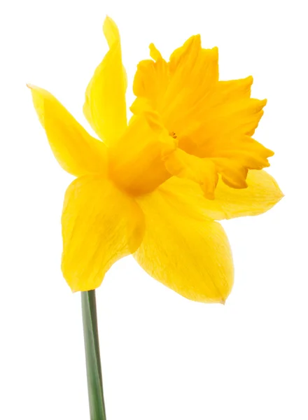 Narcissen bloem of narcissus geïsoleerd — Stockfoto