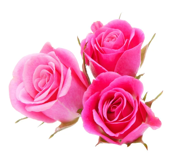 Pink rose flower bouquet isolated on white background cutout — Stock Photo, Image