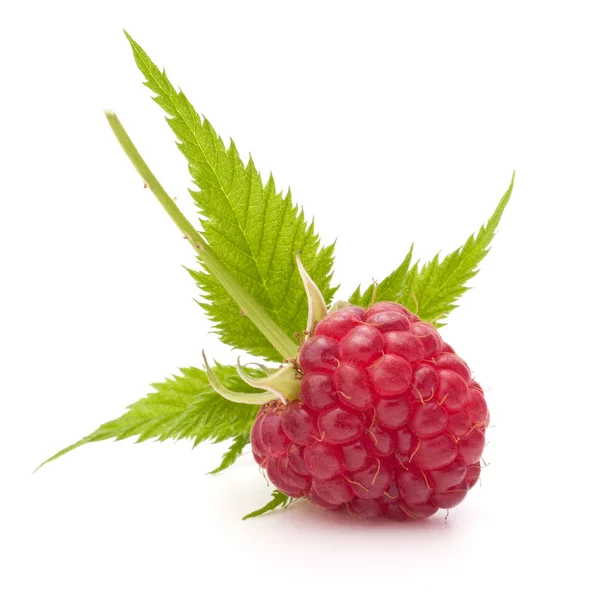 Sweet raspberry isolated on white background cutout — Stock Photo, Image