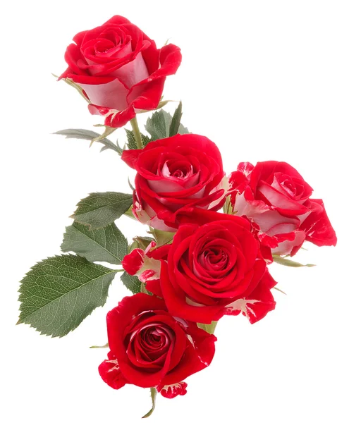 Ramo de flores de rosa roja aislado sobre fondo blanco recorte — Foto de Stock