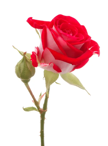 Rosier rouge tête de fleur isolé sur fond blanc découpe — Photo