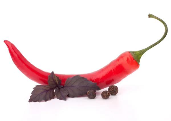 Hot red chili or chilli pepper and basil leaves still life — Stock Photo, Image