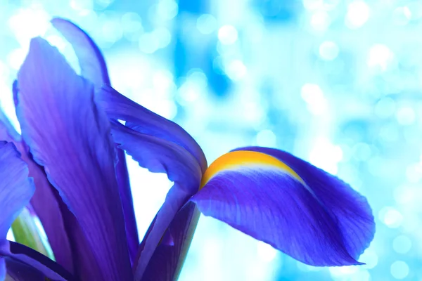 Kaunis sininen iiris kukkia tausta — kuvapankkivalokuva