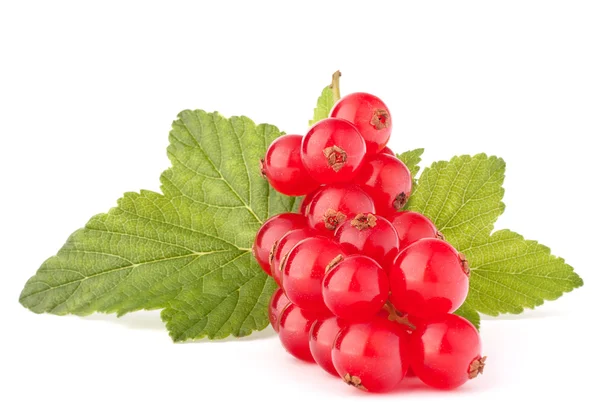 Rote Johannisbeeren und grüne Blätter Stillleben — Stockfoto