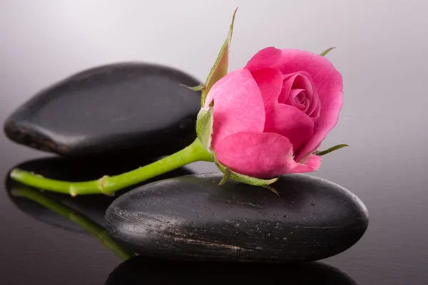 Spa stone and rose flowers still life. Healthcare concept. Stock Image