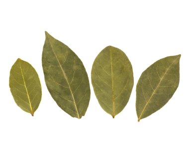 aromatik defne yaprağı 