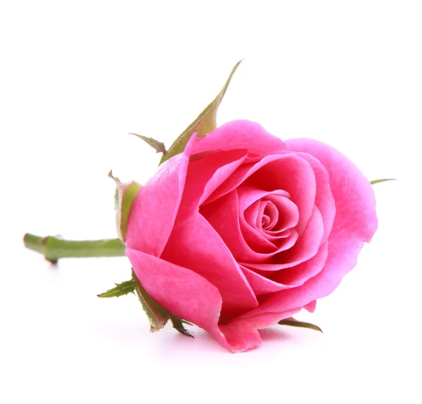 Pink rose bloem-hoofd — Stockfoto