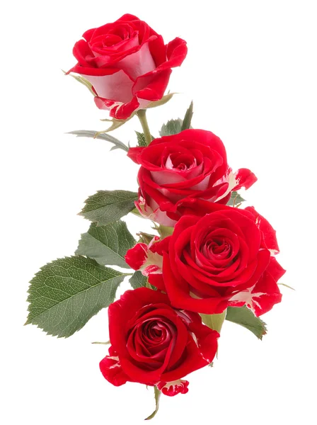 Ramo de rosas rojas flor — Foto de Stock