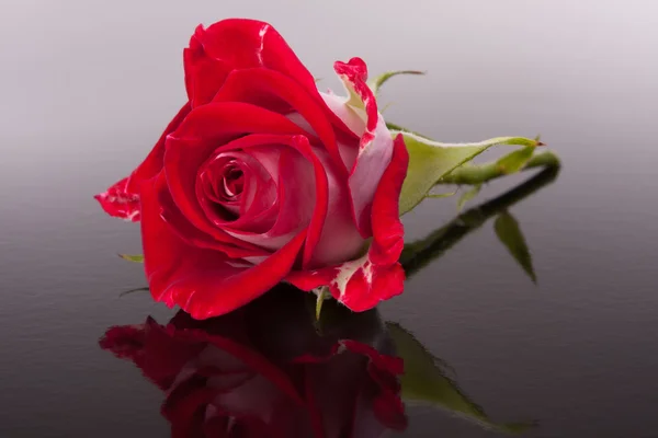 Rosa flor con reflejo —  Fotos de Stock