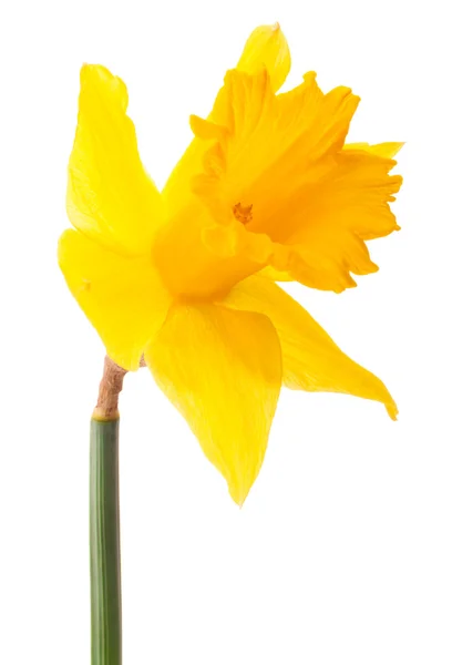 Narzissenblüte oder Narzisse — Stockfoto