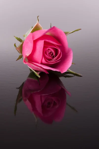 Rose flower with reflection — Stock Photo, Image