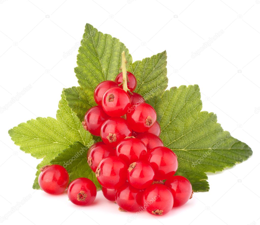 Red currants and green leaves