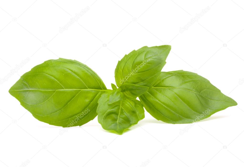 Sweet basil leaves 