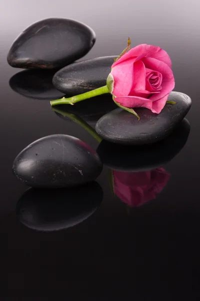 Kamenné lázně a květy růže zátiší — Stock fotografie