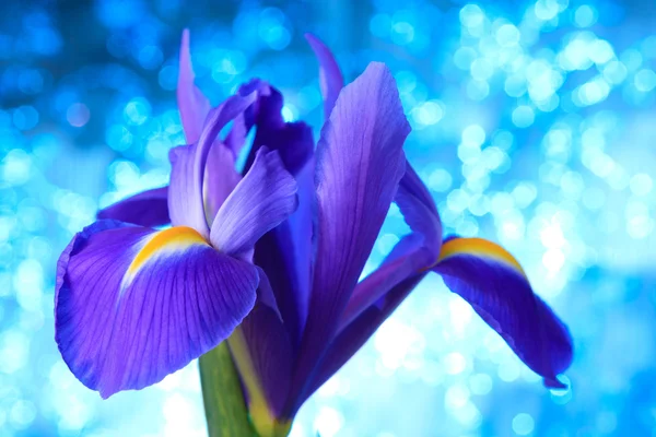 Beautiful blue iris — Stock Photo, Image