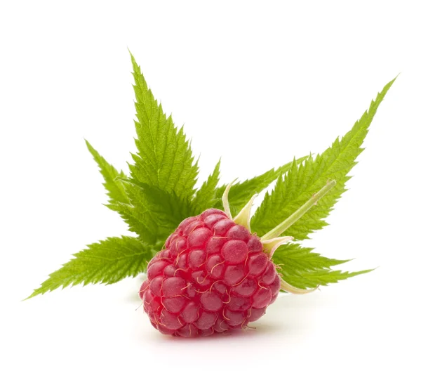 Sweet raspberry with green leaves — Stock Photo, Image