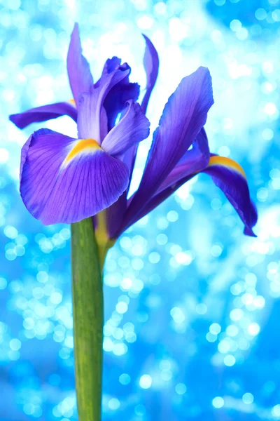 Beautiful blue iris — Stock Photo, Image