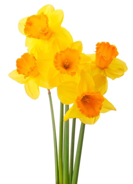 ダフォジルの花やナルシス花束 — ストック写真