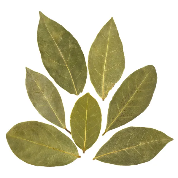 Aromatic bay leaves — Stock Photo, Image