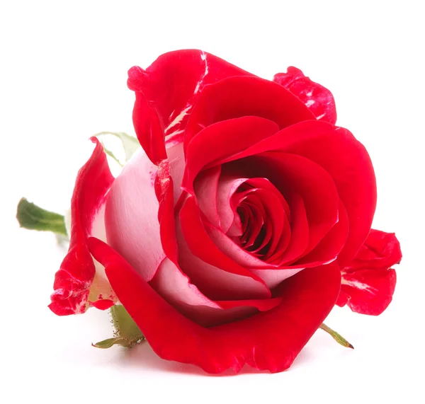 Kırmızı gül çiçek kafa — Stok fotoğraf