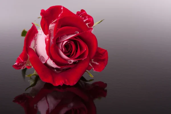 Rosa flor con reflejo — Foto de Stock