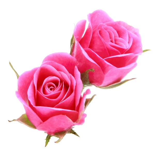 Pink rose flower bouquet Stock Picture