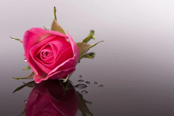 Růže květ s odrazem na tmavý povrch zátiší — Stock fotografie