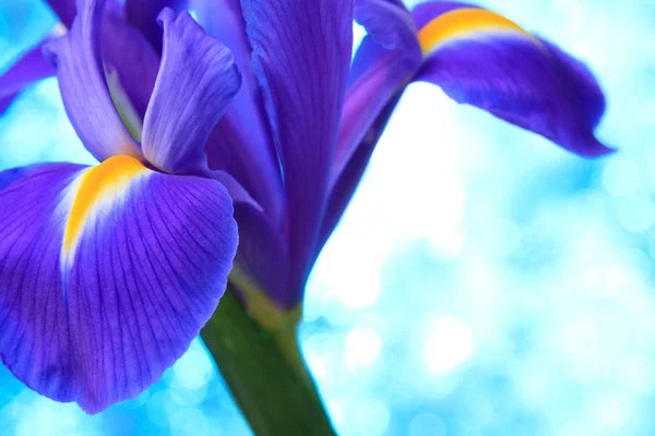 Beautiful blue iris — Stock Photo, Image