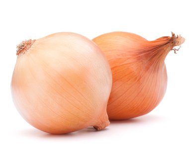 altın soğan sebze çiçek soğanı 