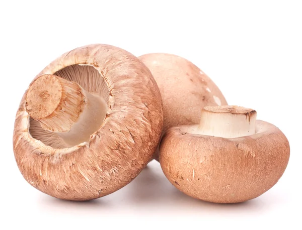 Fungo champignon marrone — Foto Stock