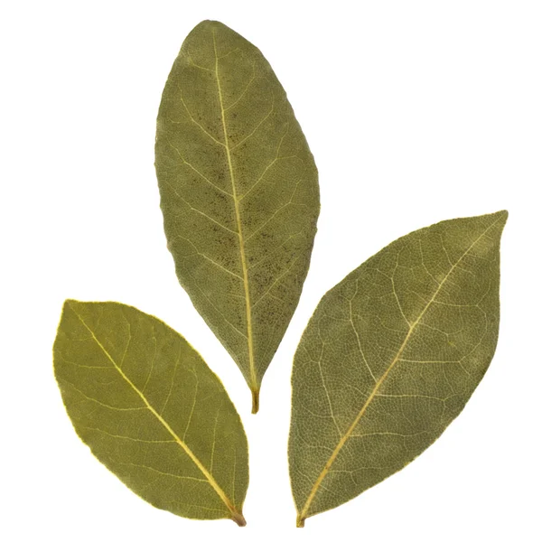 Aromatic bay leaves — Stock Photo, Image