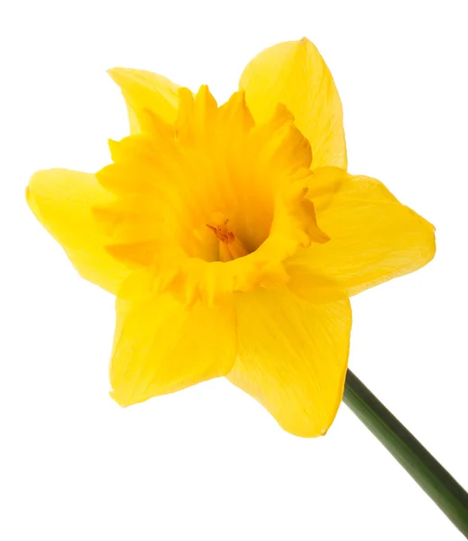 Påsklilja eller narcissus — Stockfoto