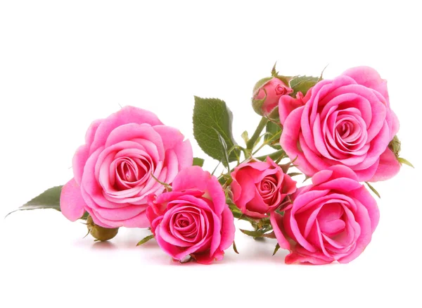 Pink rose flower bouquet — Stock Photo, Image