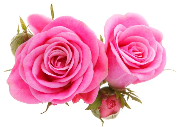 Rosafarbener Rosenstrauß — Stockfoto