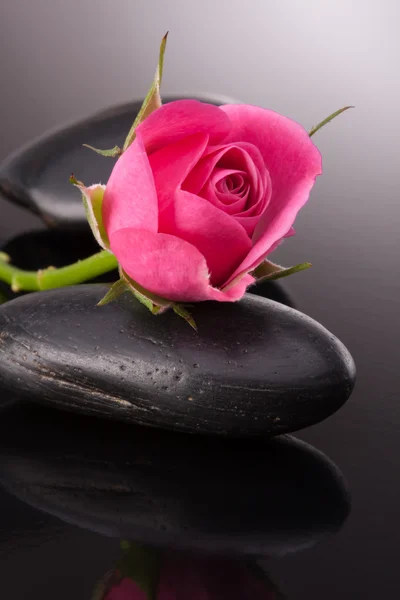 Spa stone and rose flowers still life. — Stock Photo, Image