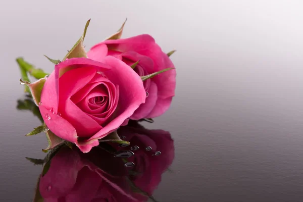 Kwiat róży z refleksji na temat ciemnych powierzchni martwa — Zdjęcie stockowe