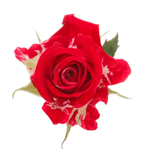 Tête de fleur rose rouge — Photo